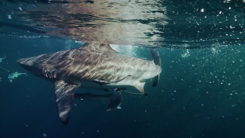 Sharks swimming around withfish surrounding