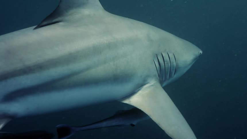 A shark and fish swimming in the ocean