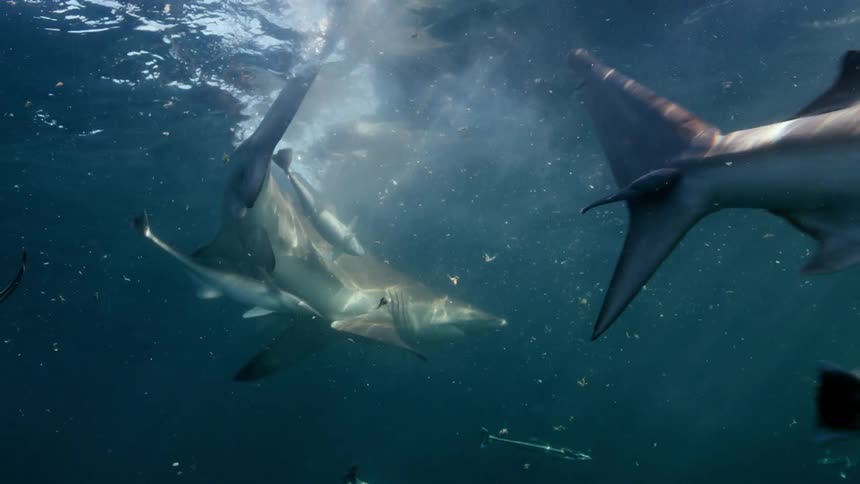 Sharks and fish swim around underwater