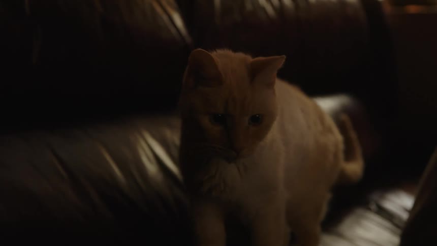 A cat stands on a couch and looks around