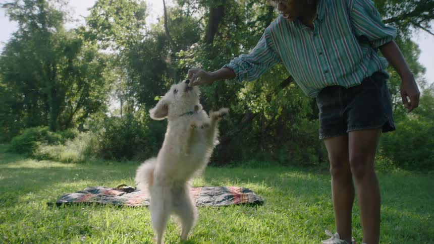 A dog jumps up to get a treat from its owner