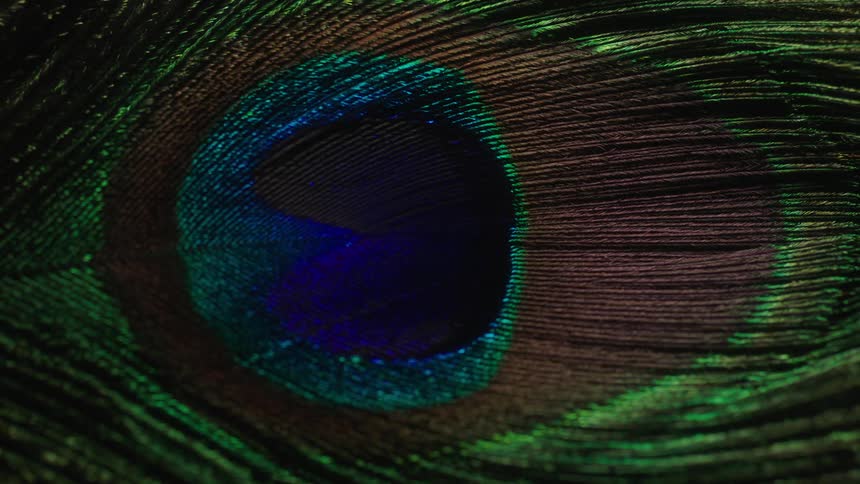 An up close shot of a peacock feather with light getting brighter and then fading