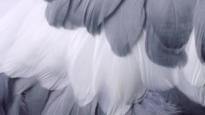 Light shines on a grey and white feathered shawl