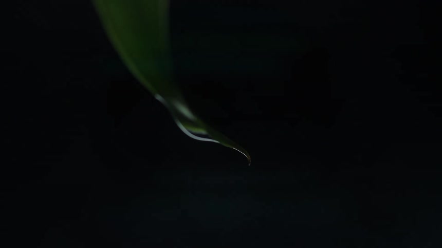 Light shines on water droplets as they drip from the leaf of a plant