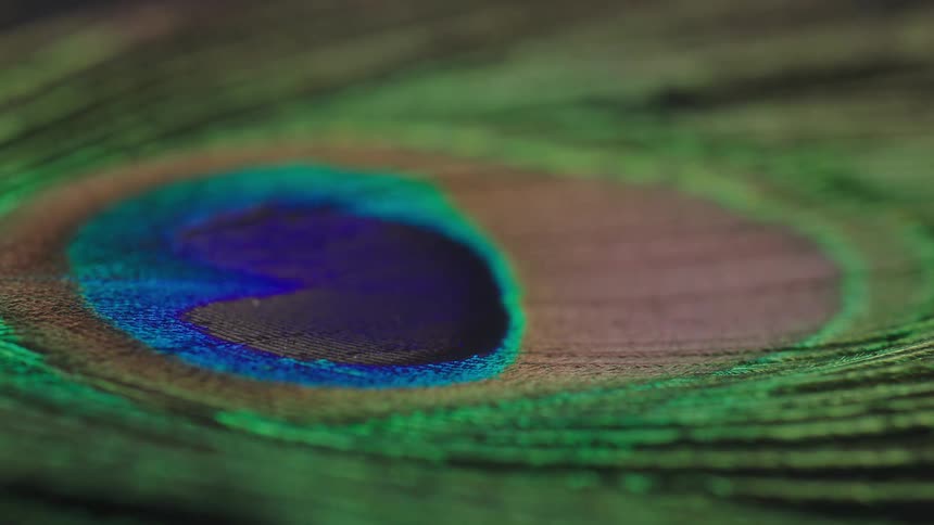 A highly magnified image of a peacock feather goes through a time lapse from daytime to nighttime
