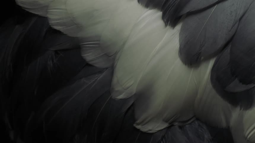 Close up view of feathers are displayed