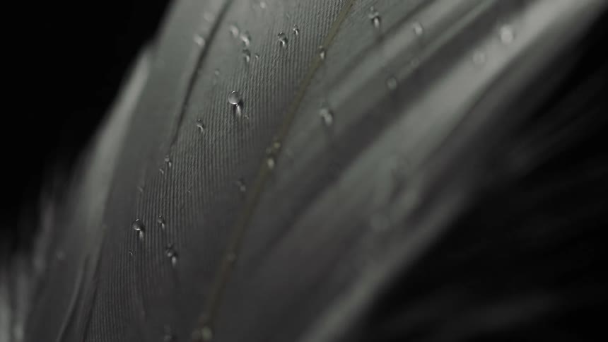 Water drops sit on surface of feather as light brightens