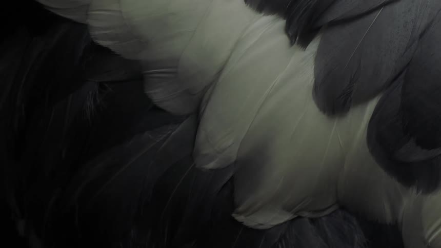 Close up of white and gray feathers under a dim moving white light