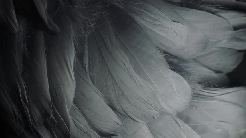 Close up view of a group of feathers is displayed