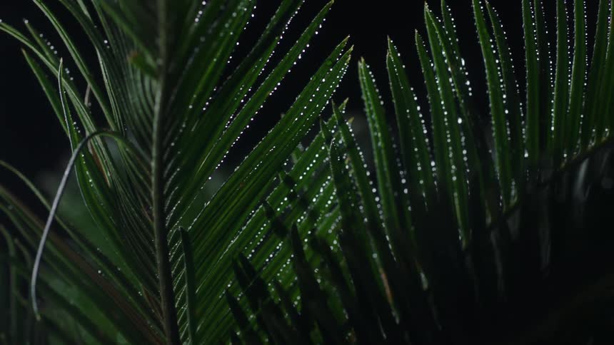 Tropical plants during the night time are displayed
