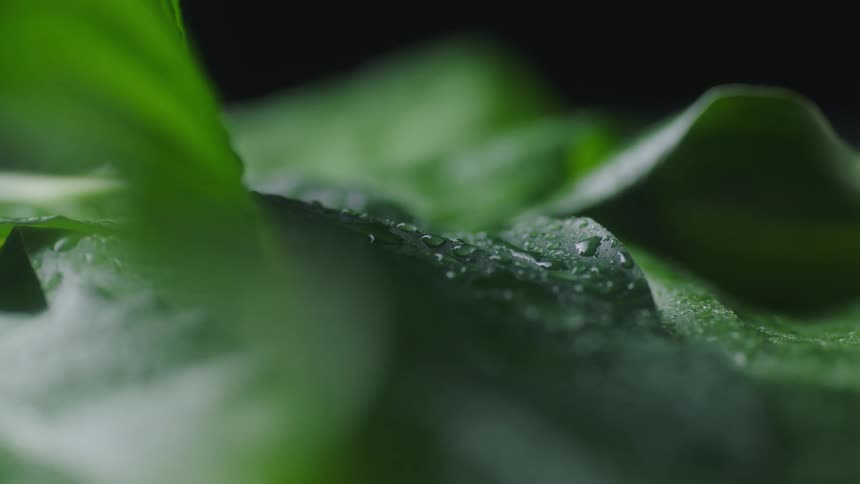 Droplets of dew on a leaf