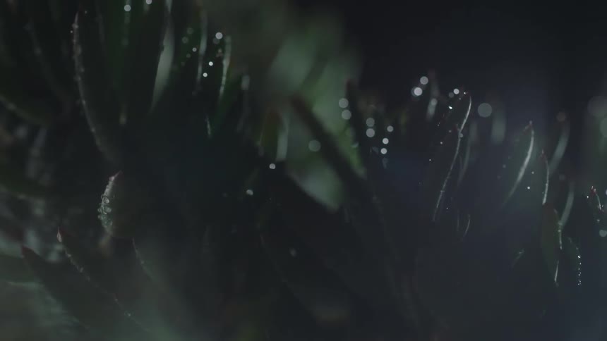 Fat green plant leaves that are clustered together have dew drops on them and sit perfectlystill