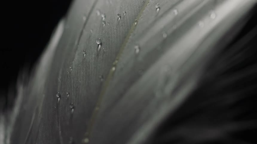 Extreme black and white closeup of a down feather with dewdrops on it and light breeze