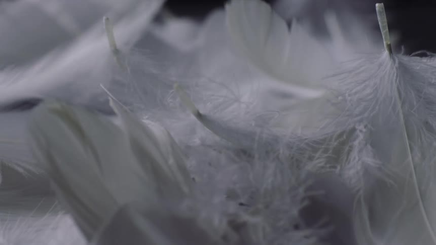 A bundle of white feathers being dropped on top of the others