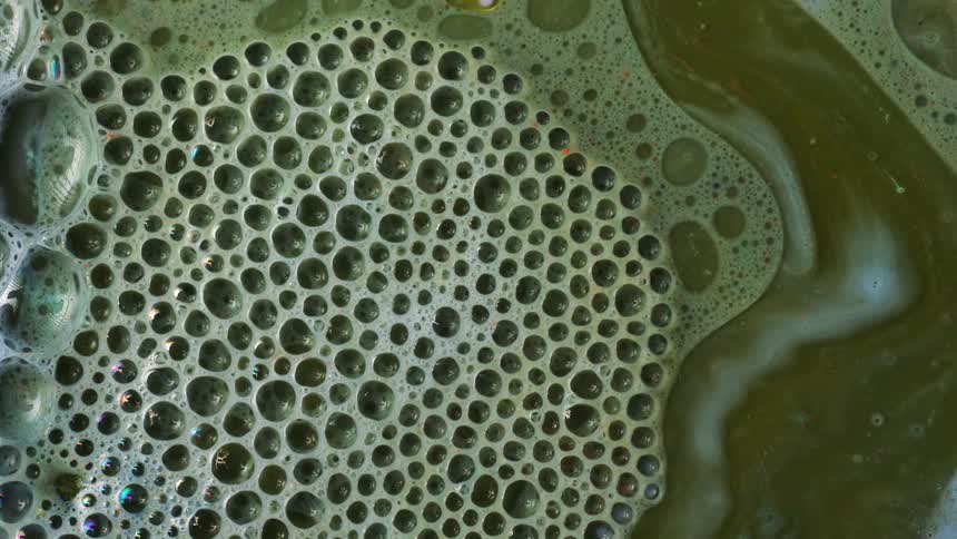 Foam floats across surface of pea green liquid