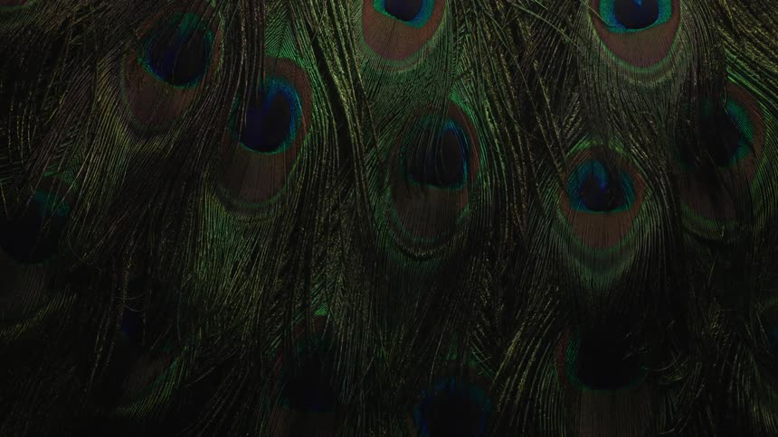 Colorful peacock feathers spin around