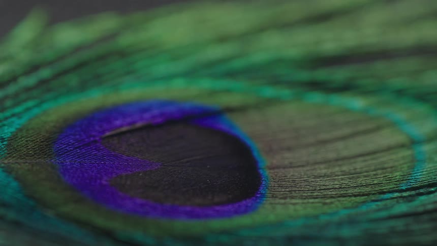 Light shines on a peacock feather sitting in the darkness