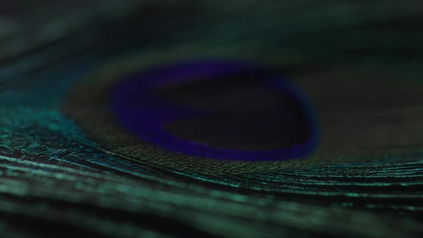An up close of a peacock feather