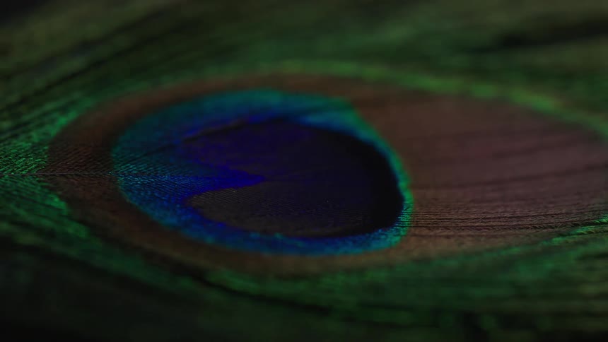Line shines upon a peacock feather revealing its characteristic color pattern