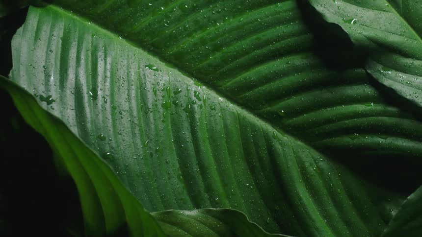 A large green plant leaf has light shined on it while it is covered in moisture