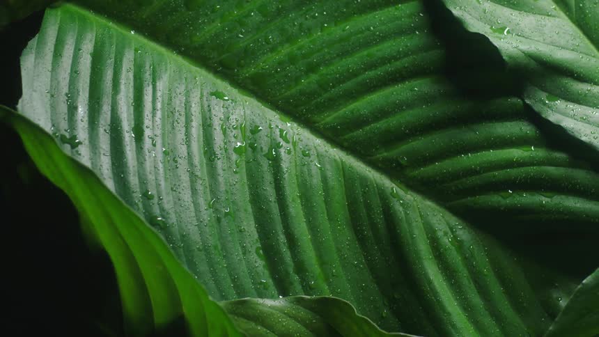 Close up view of a tropical leaf is displayed