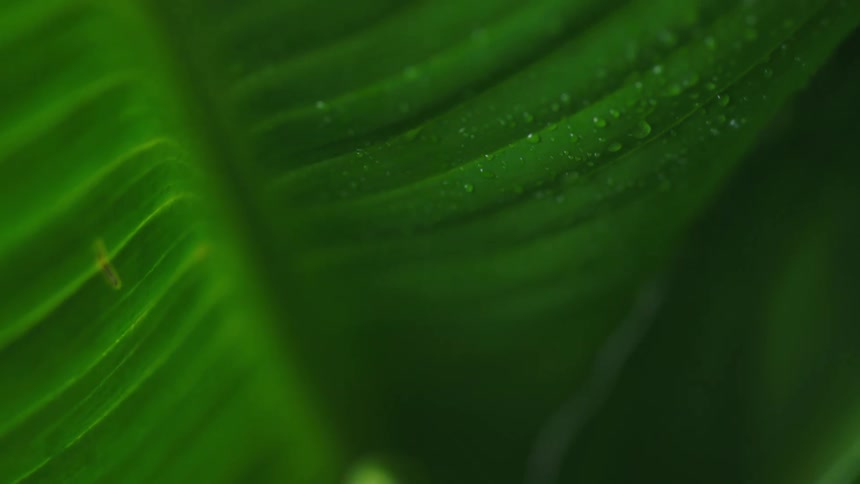 Top down close up of water droplets on the surface of a green leaf