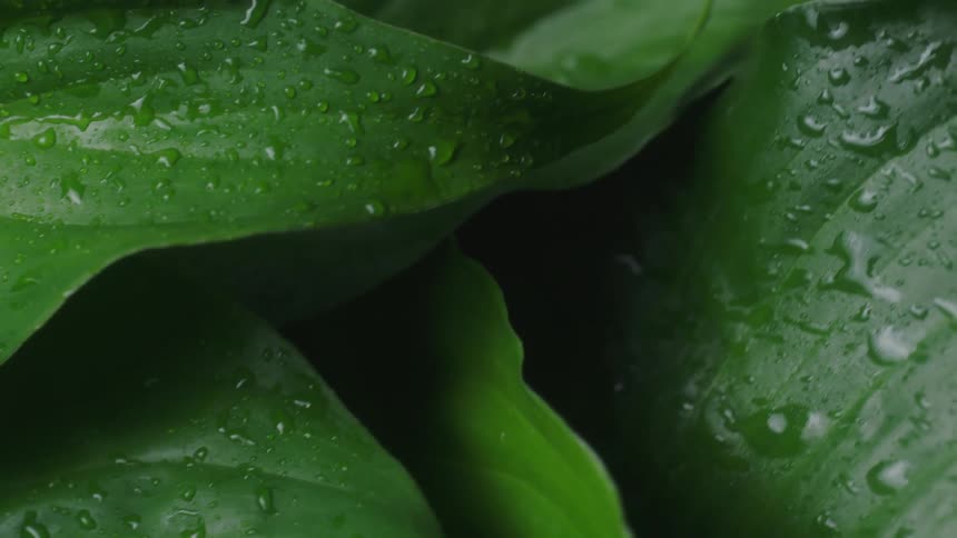 Light shines on plants with water droplets on the leaves