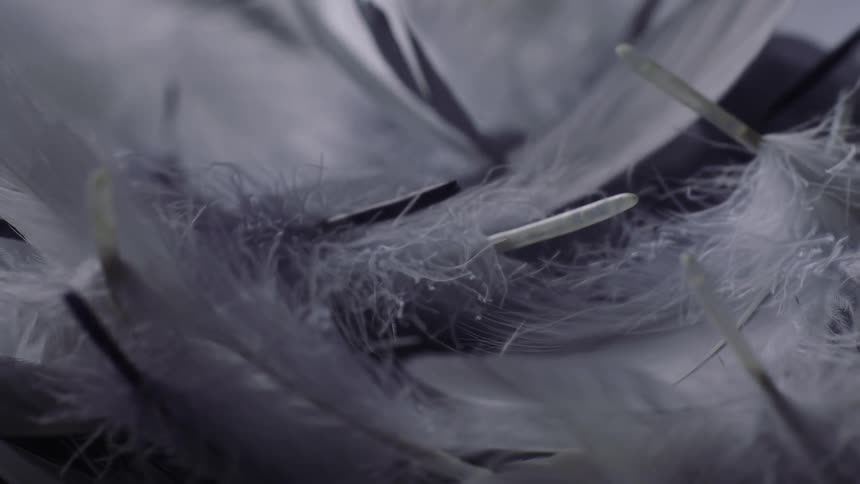 A bundle of grey and white feathers