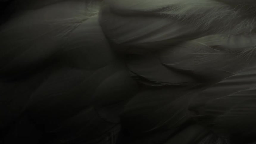 Close up of white and gray feathers under a dim moving white light