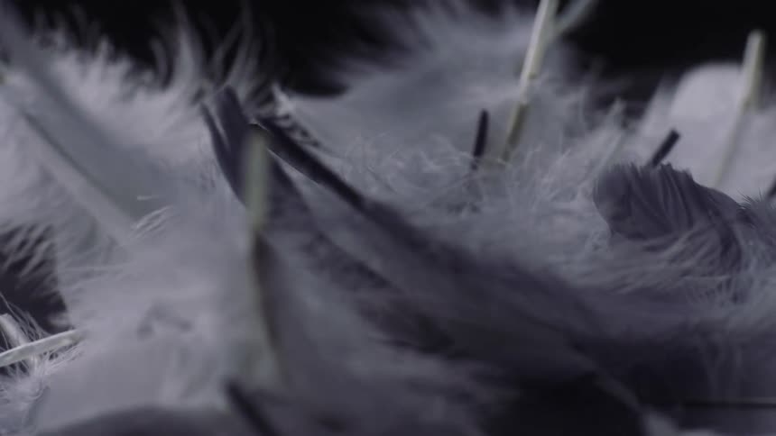 White and gray feathers are moving as they fall into a pile