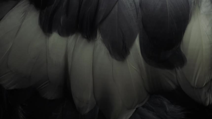 Close up view of different collared feathers is displayed