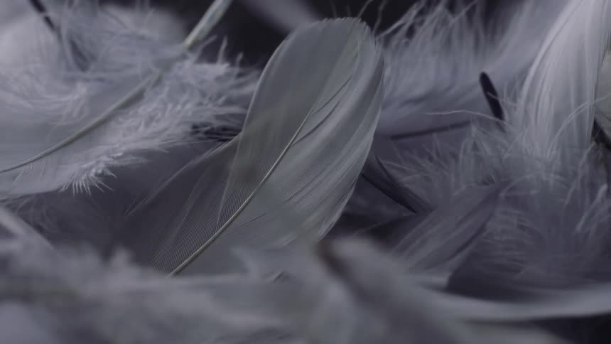 White feathers falling into a pile