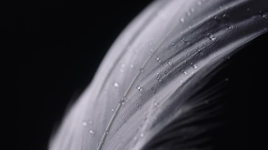 Close up view of a feather with water droplets is displayed