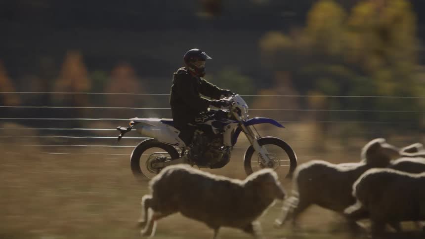 A herd of sheep running in a fenced in area as a person on a dirt bike rides by them