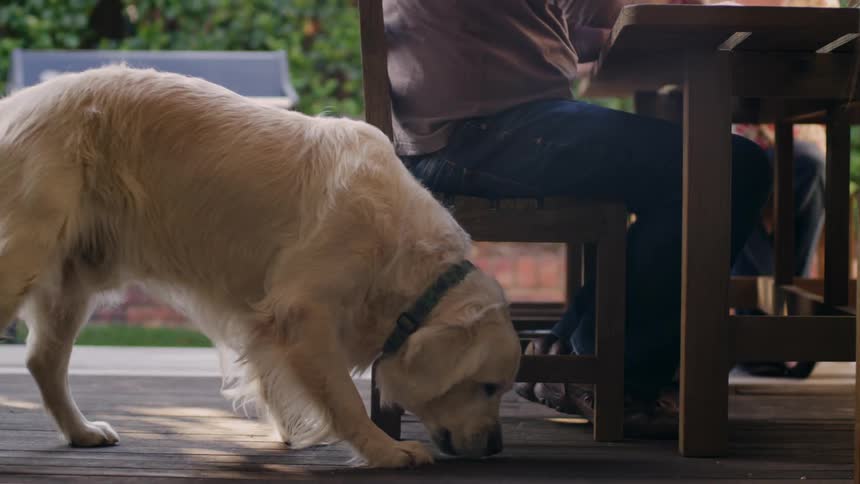 A person is feeding food to their dog outdoors