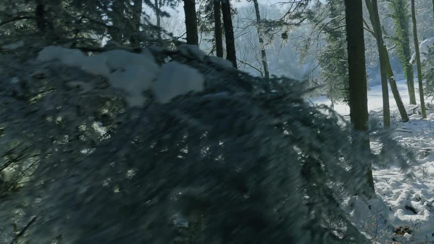 Sunlit Winter Forest near Ski Slope