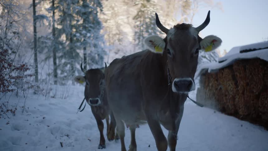 Cow Walking Through Winter Wilderness
