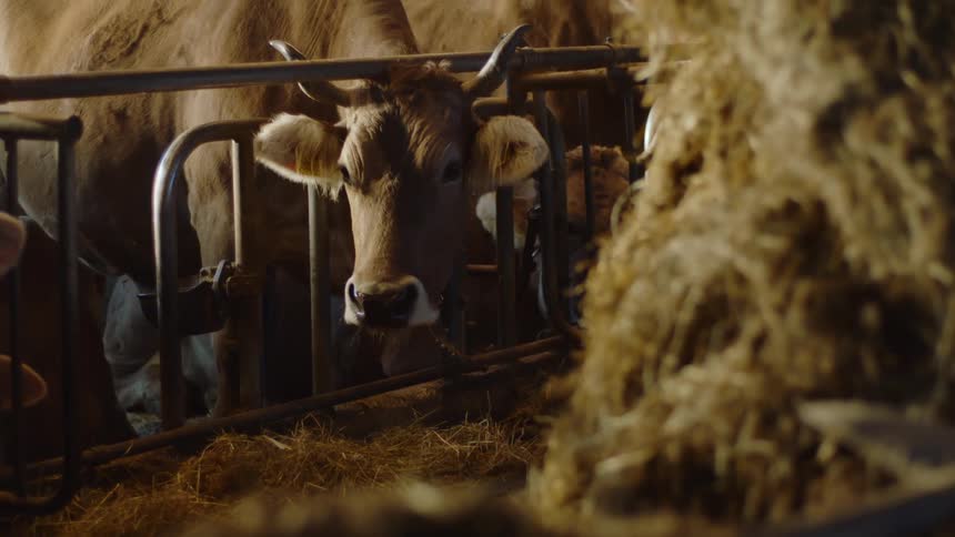 Close-Up of Cow with Head Through Fence near Hay Pile in Barn