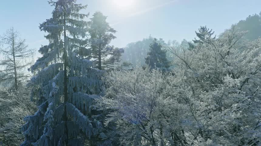 Aerial View: Snow-Covered Forest