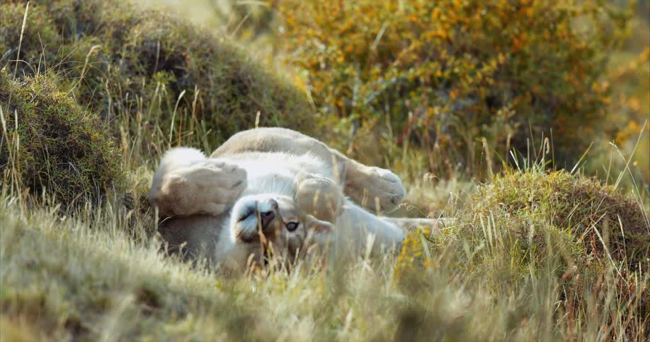 A mountain lion rolling around in grass