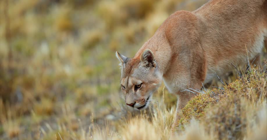 Cougar stalks along slope slowly