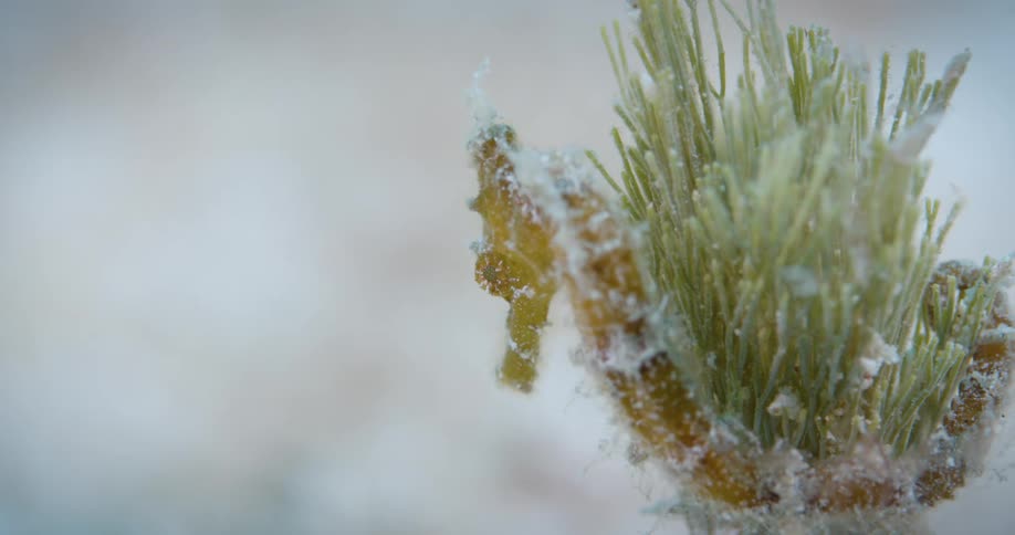 Holiday decorations hanging on plants are moving in the breeze as snow falls and covers the ground on a winter day