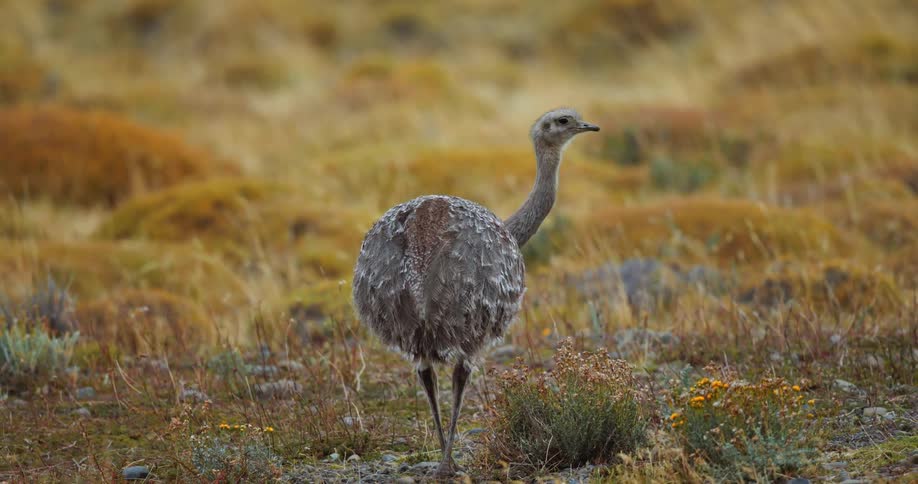 A bird standing in a grassy field