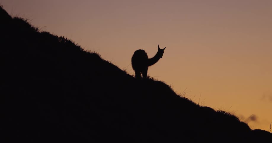The silhouette of an animal is seen as it grazes upon a grassy hill