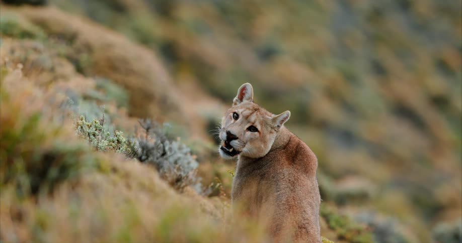 A cougar sitting on the slopes of a mountains looks around at daytime
