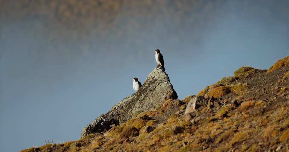 Two predatory birds perch on rock on slope and survey area