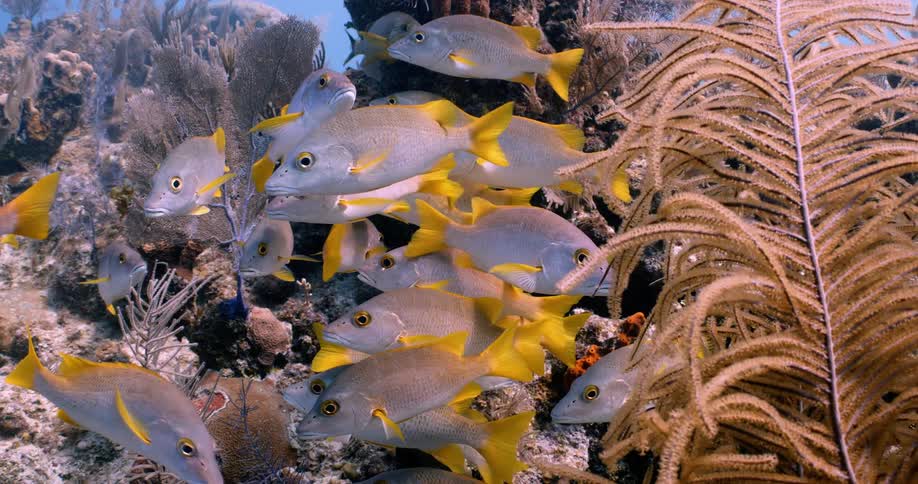 An underwater view of fish with yellow fins swimming near coral at the bottom of the ocean