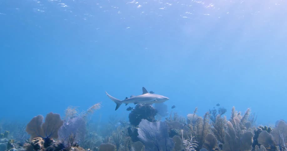 The shark swims underwater