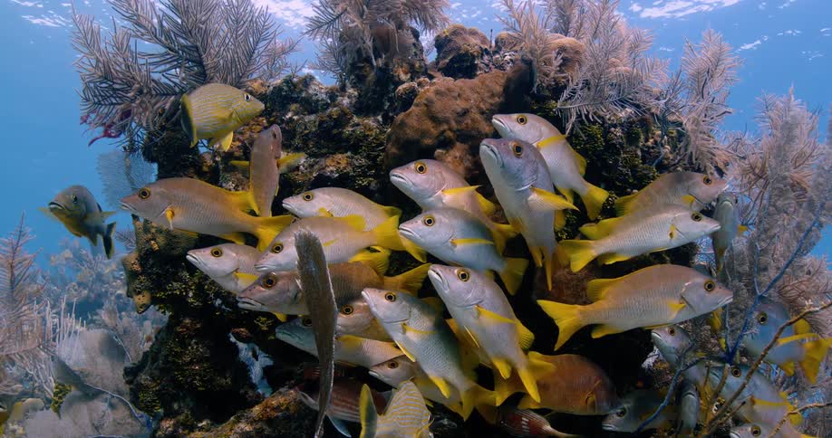 The view is of fish that are swimming in the ocean
