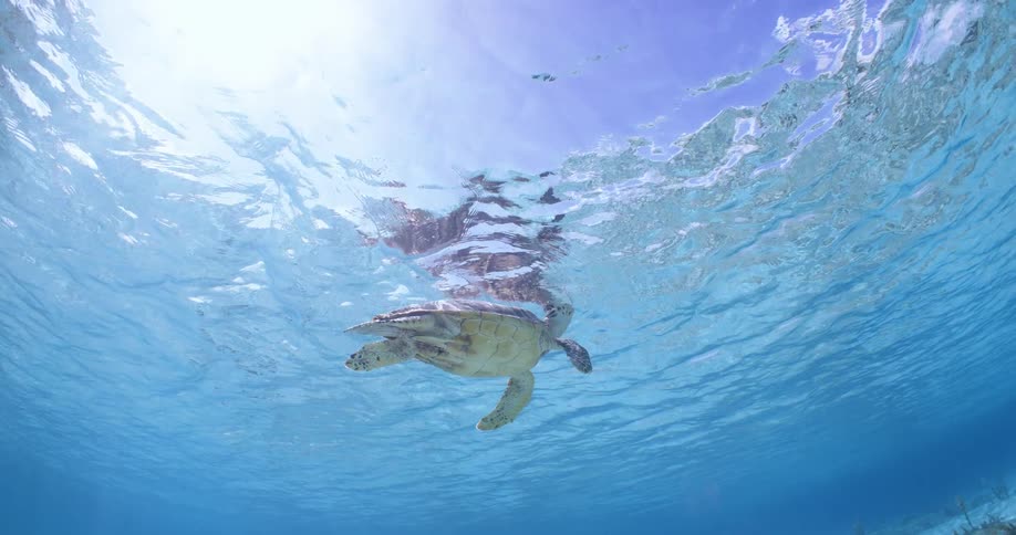 Sea turtle swims from seafloor to surface and then back down